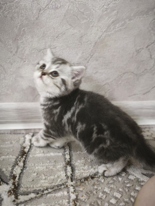 Шотландские котята
