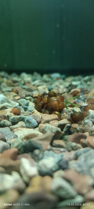 Продаются улитки