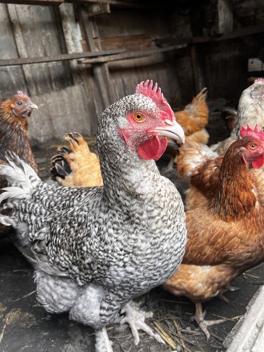 Домашние куры несушки