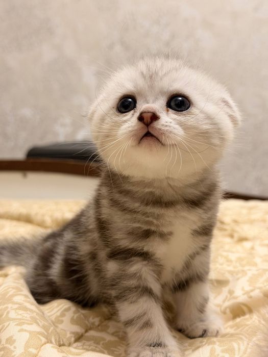 Котята скоттиш фолд. Мушукчалар