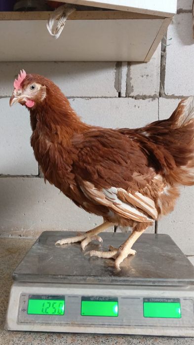 Куры-несушки. Молодка