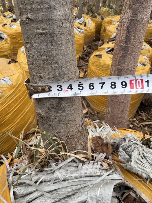 Липа             .