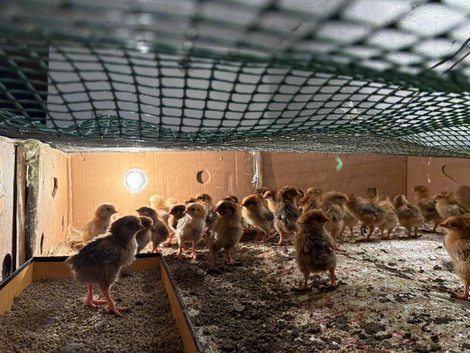 Кучинская юбилейная курица