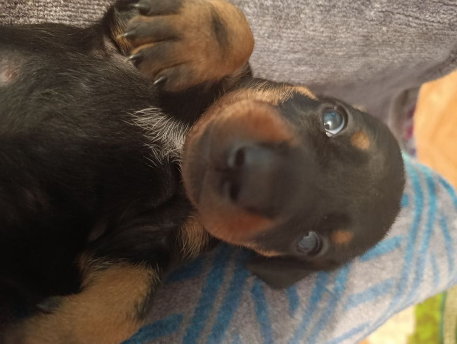 Продаю щенков таксы