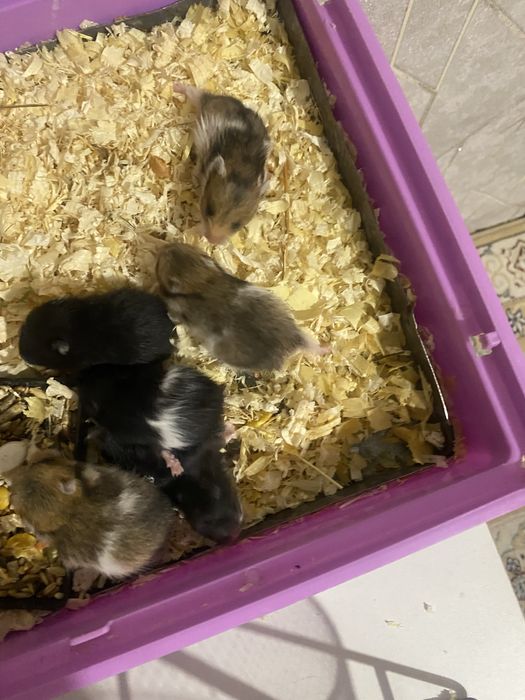 Сирийские хомяки