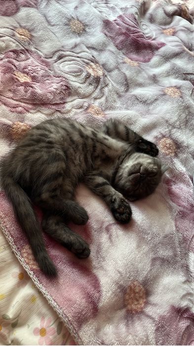 Шотланский котенок