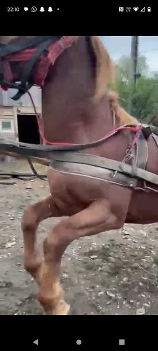 De vânzare mânz de 4 ani