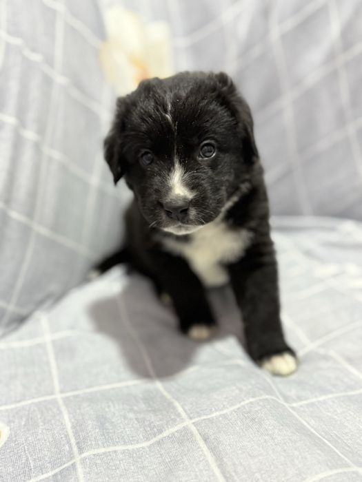 Пристраиваются щенки Лабродора в хорошие руки