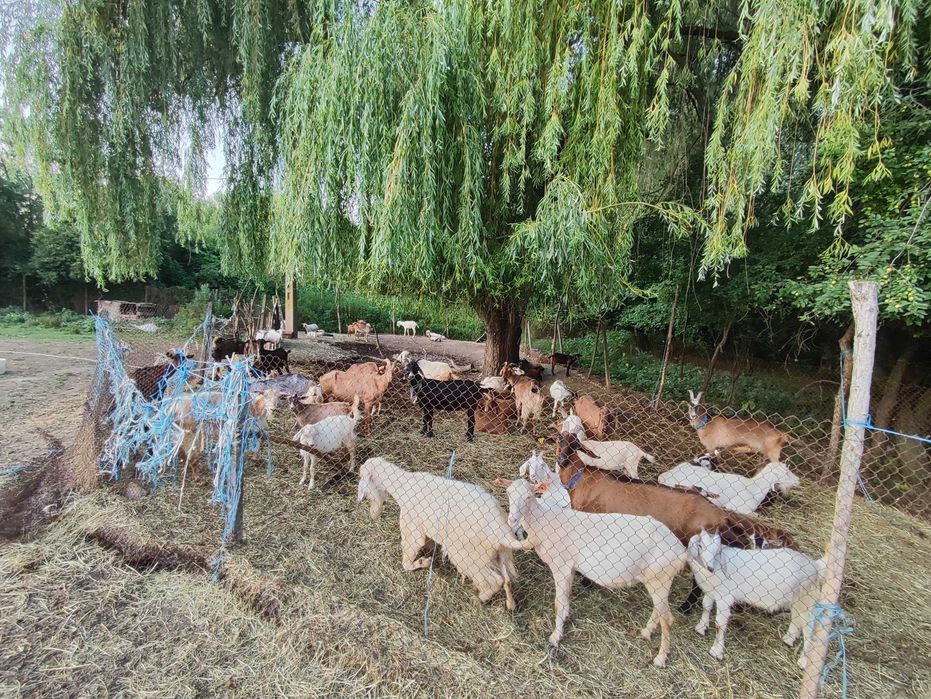 Продавам млечни кози
