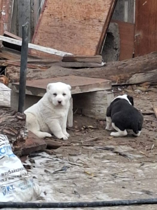 Тобет Күшік сатылады