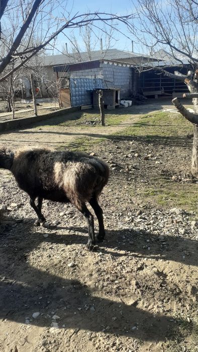 Қои сатылады жем жеп тұрған