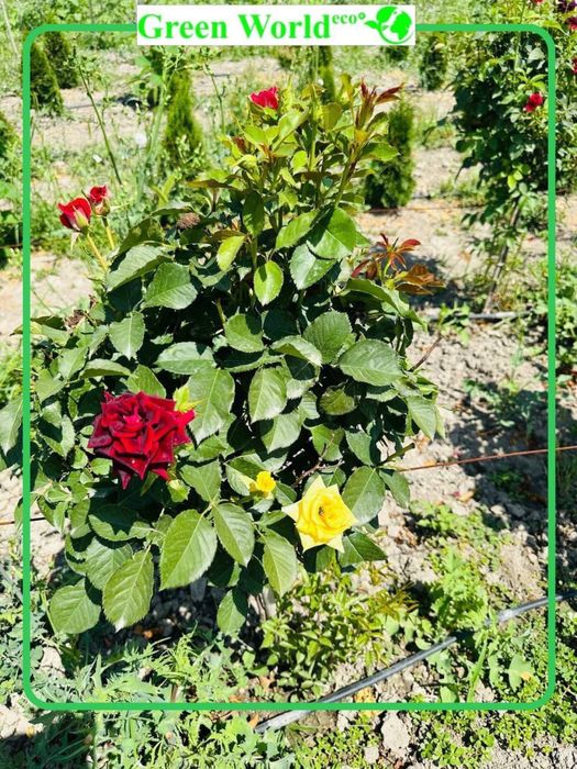 Shtamp atirguli- ko’zingizni quvontiradi.