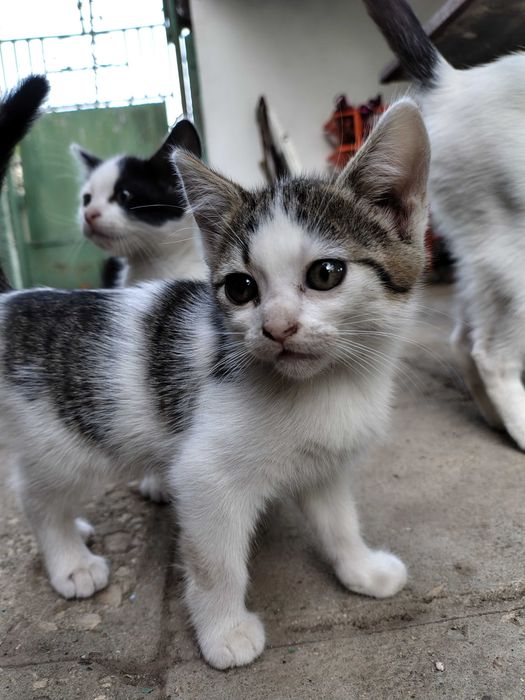 Подарявам дворни котенца