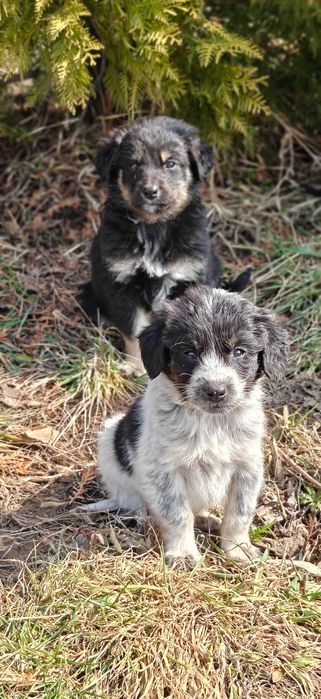 Подарите 9 щенятам дом!