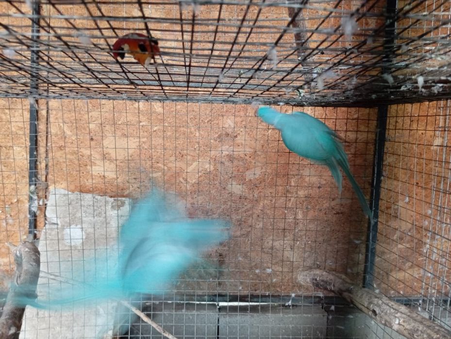 Papagal Micul alexander