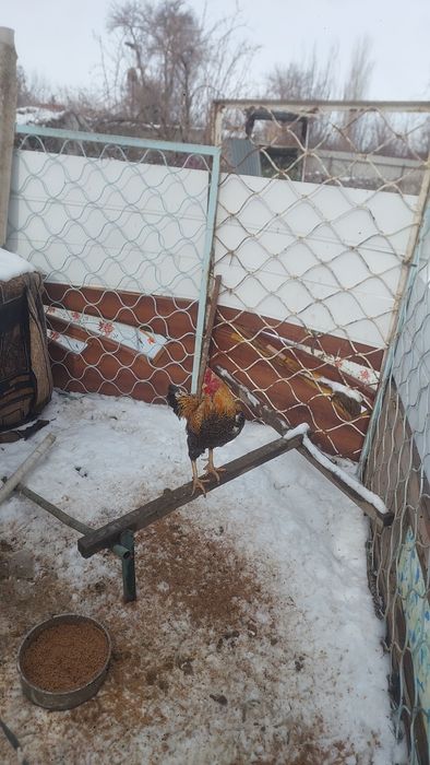 Курицы 9штук 1петух