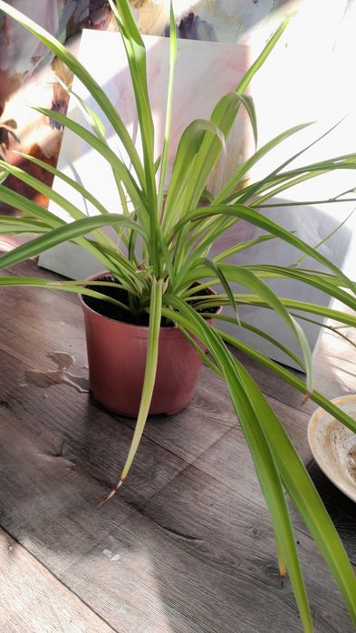 Хлорофитумы 4 растения