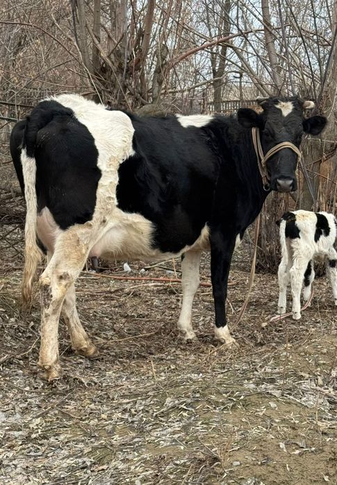 Парода чёрна пёстрый 2 тума.