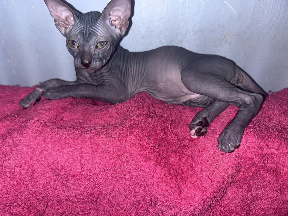 Котята породы велюровый сфинкс