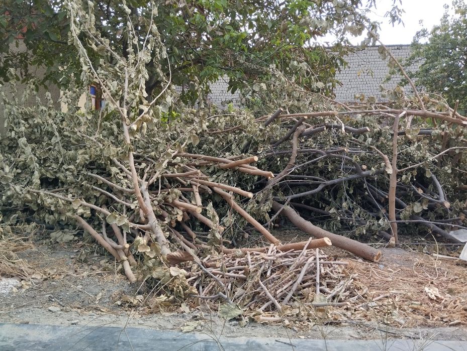 Дрова тутовник и урючина