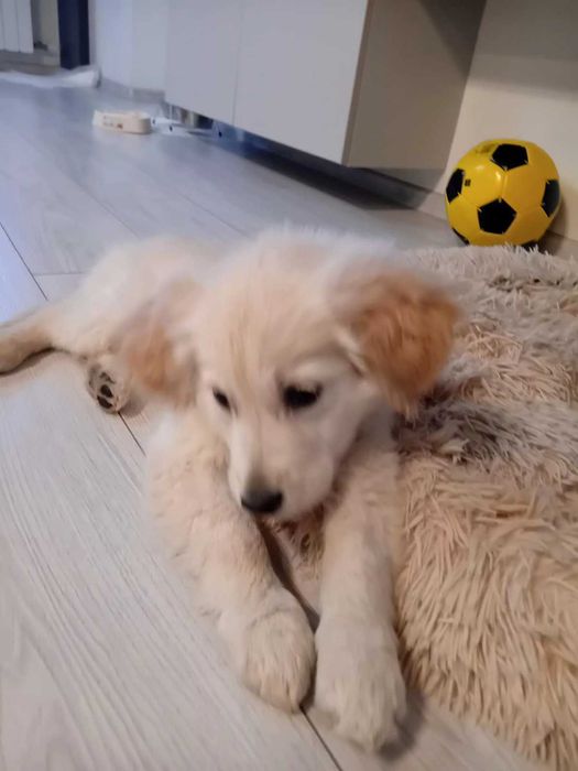 женски голдън ретривър