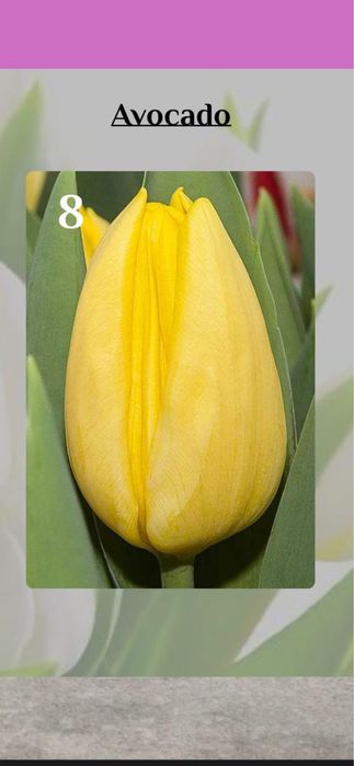 Тюльпаны классические