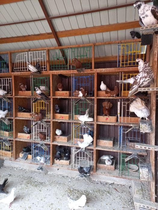 Vând porumbei mai multe rase