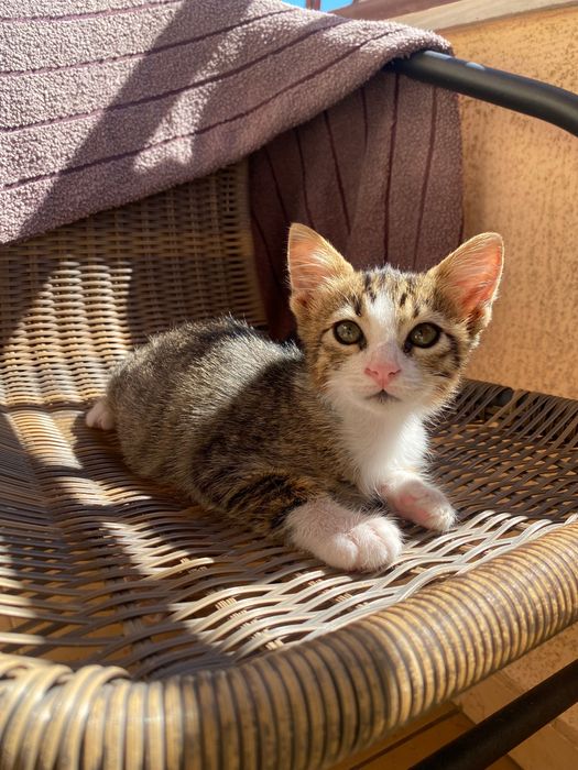 Котенце момче, 2 месеца