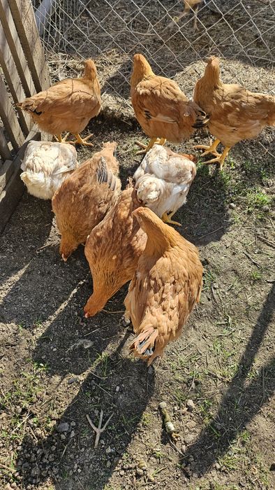 De vânzare puicuțe