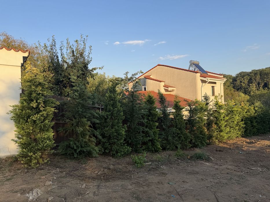 Vand leylandi vesnic verde de calitate superioara disponibil in mai multe dimensiuni