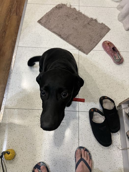 Лабродор метис 8 месяцев  девочка