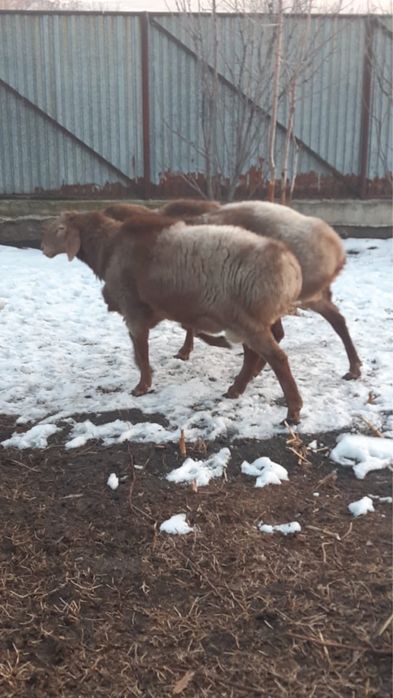 Бараны Арашан Гиссар смесь (самец)