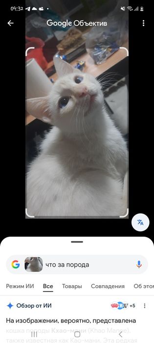 Кошка породистая  редкая