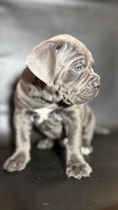 Щенки Кане корсо