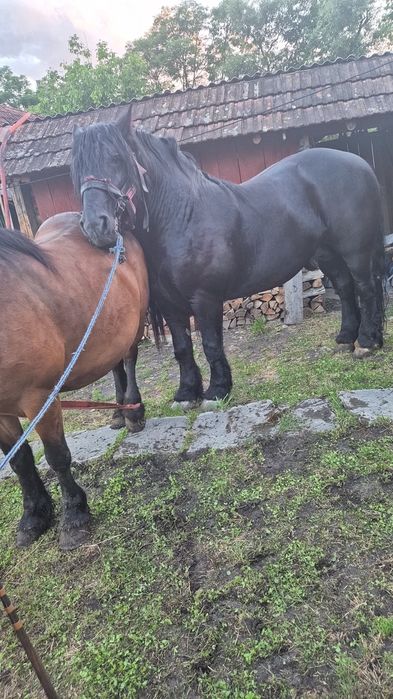 Iapa cu manza montata recent