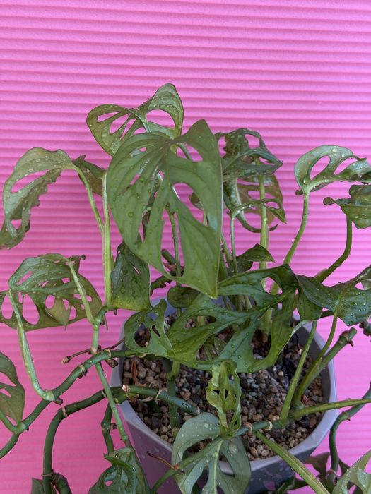 Монстера манки вьющийся