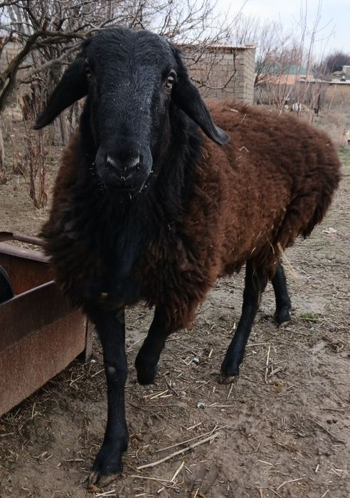 Ұрықтық қошқар сатылады