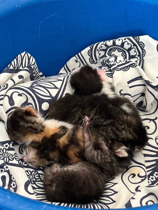 Котята маленькие!