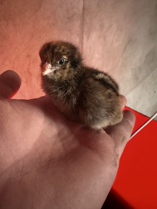 Балапандар сатылады