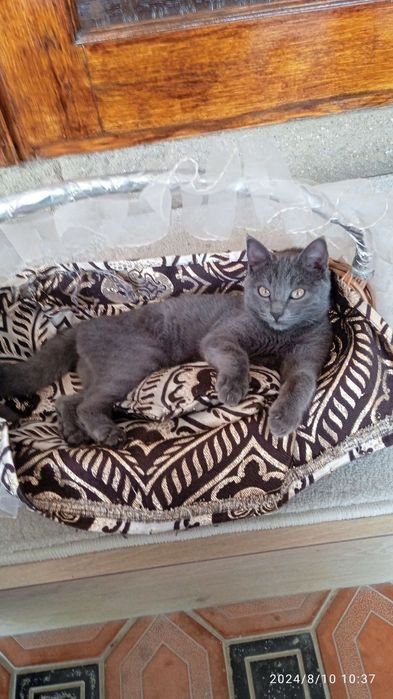 Кошка пародисты  телда колгани