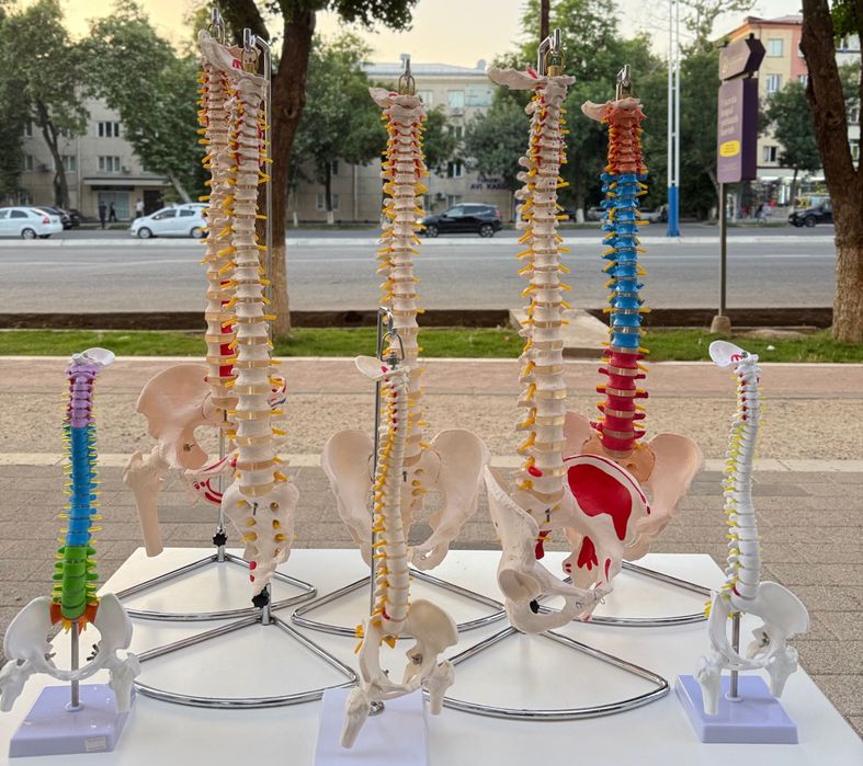 Анатомические Муляж - позвоночника