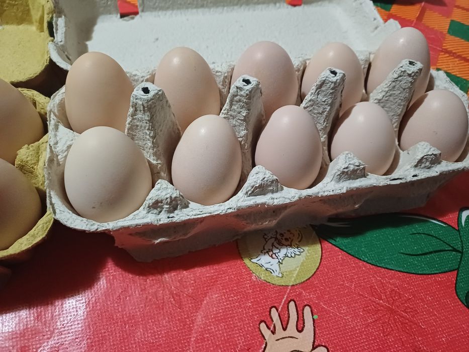 Vând ouă tari de ciocnit pt Paști