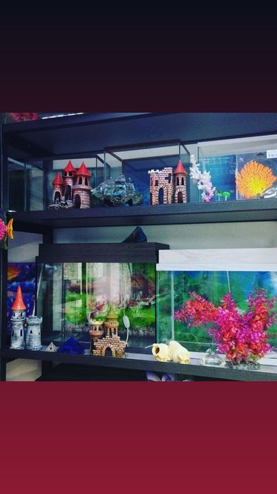 Рыбки в Афалине(р-н Орбита)