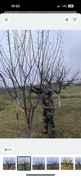 Taieri arbori si pomi fructiferi!