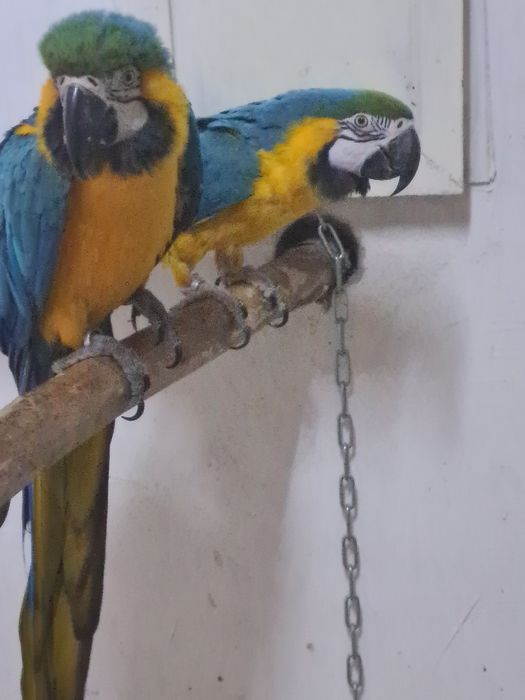 Vand perechi araruna