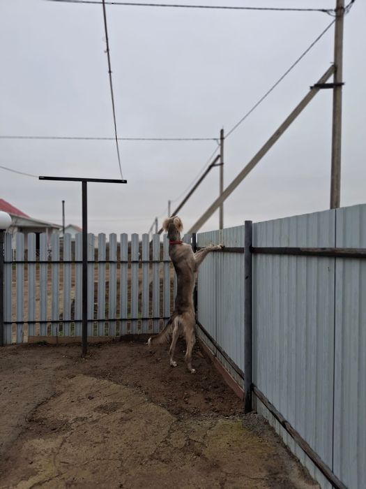 Құмай тазы сатылады