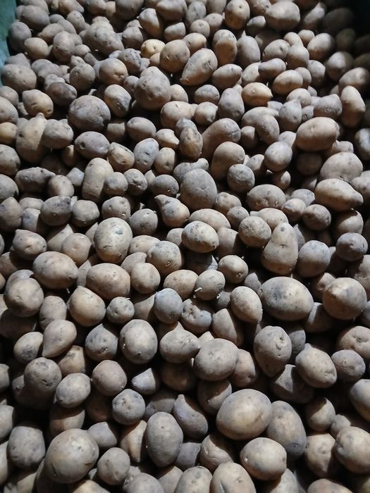 Семенной картофель