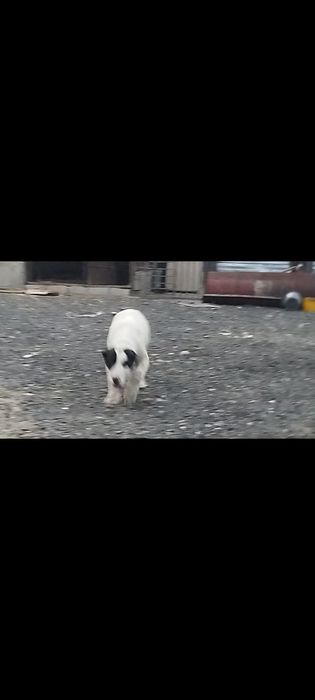 Щенки алабай  ...