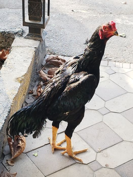 Жужа дакан хороз