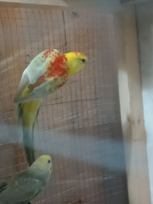 Pevchi Певчи popugay